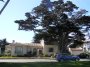 P9162629 Coast drive with pretty trees and mansions