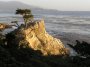 P9162739 The Lone Cypress Tree (tm)