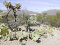 Datastorm antenna peeking out from the cacti