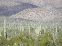 Superb Saguaro Sea