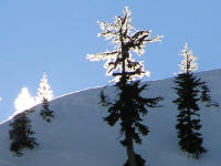 Backlit icy trees looked like crystal.