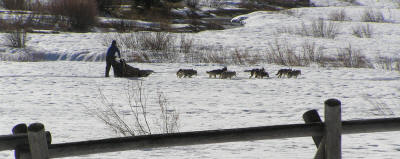 Sled dog practice course on the approach to the area.