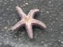 P9142493 Oh no, it's Patrick the starfish!