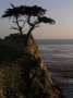 P9162744 The Lone Cypress Tree (tm) at sunset