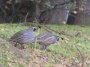 PB113529b The quail preferred to run rather than fly