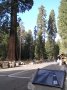 P9253123 Interesting exhibit on the ground showing the height and width of the neighboring Giant Sequoia, around 250 feet high and almost 30 feet wide