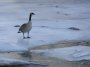 PC044254b One of about a million unwelcome geese who had recently arrived from Canada to annoy the locals.