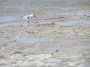 P4066689 Sandpiper, piping.