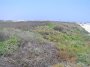 P5157492 Campground at Port Aransas is on the other side of a vegatated berm from the beach.