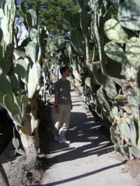 Dethorned prickly pear sidewalk tunnel