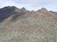 Saguaro Forest