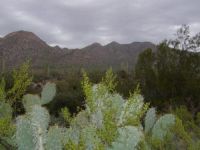 Prickly Pear with Saguaros and mountains beyond