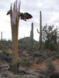 Dead Saguaro