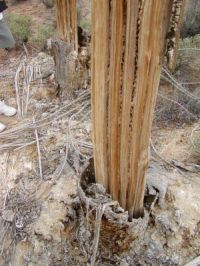 Saguaro stump