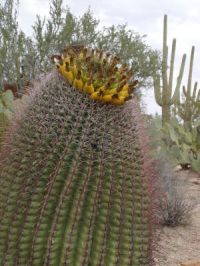 Barrel Cactus looks good enough to eat