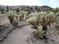 Cactus trail