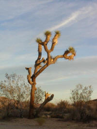 Joshua tree