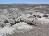 Big petrified log.