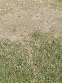 Ant bed with trail.