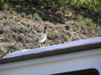 'Hey, get off our roof, ya varmint!"