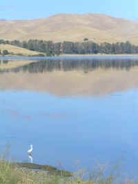 A pretty white bird ponders its reflection