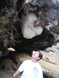 Aaaack, watch out for that rock, embedded in what's left of the root system!