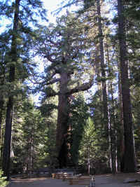 This guy had particularly muscular arms too, some of them bigger around than the trunks of the "regular" 200+ foot tall trees nearby.