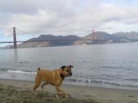 Man's best friend, unimpressed by man's best bridge.