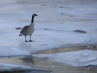 One of about a million unwelcome geese who had recently arrived from Canada to annoy the locals.