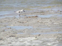 Sandpiper, piping.