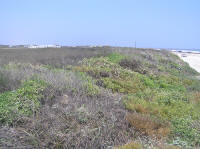 Campground at Port Aransas is on the other side of a vegetated berm from the beach.