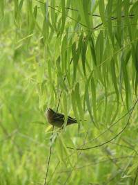 This little flitter was trying to hide amidst the greenery.