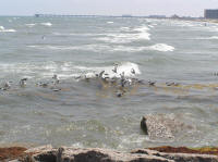 View south from the Port Aransas jetty.  When the wind is right, this is a good wavesailing spot.