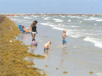 Half-nekkid children frolic in the narrow band between the seaweed and the water.